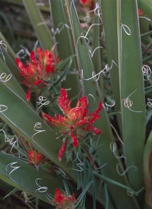 Tim Fitzharris - Paintbrush growing among with Banana Yucca , North America