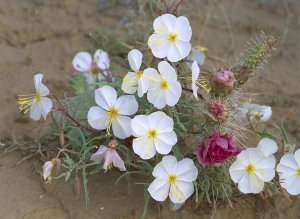 Tim Fitzharris - Evening Primrose with Grizzly Bear Cactus , North America