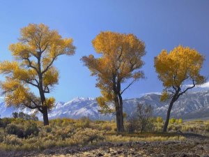 Tim Fitzharris - Cottonwood trees, fall foliage, Carson Valley, Nevada