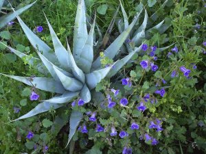 Tim Fitzharris - Desert Bluebell and Agave , North America