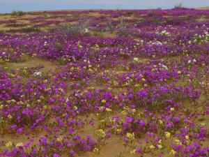 Tim Fitzharris - Sand Verbena carpeting the ground, Imperial Sand Dunes, California