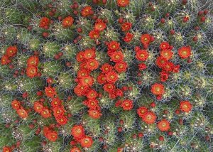Tim Fitzharris - Claret Cup Cactus detail of flowers in bloom, North America