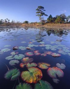 Tim Fitzharris - Waterlilies in pond, Jonathan Dickinson State Park near Hobe Sound, Florida