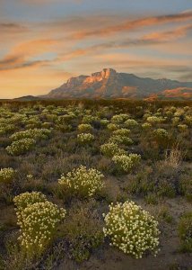 Tim Fitzharris - Blooming Pepperweed and El Capitan, Guadalupe Mountains NP, Texas
