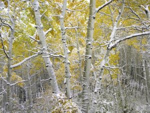 Tim Fitzharris - Quaking Aspens near Kebbler Pass, Gunnison National Forest, Colorado