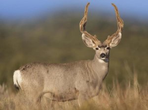 Tim Fitzharris - Mule Deer male in dry grass, North America