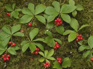 Tim Fitzharris - Bunchberry growing amid Sphagnum Moss, North America