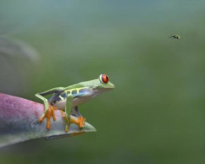 Tim Fitzharris - Red-eyed Tree Frog eyeing Bee Fly , Costa Rica