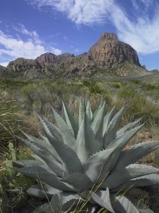 Tim Fitzharris - Agave below Emory Peak, Chisos Mountains, Big Bend NP, Texas