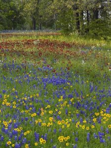 Tim Fitzharris - Sand Bluebonnet , Drummond's Phlox and Tickseed, Texas