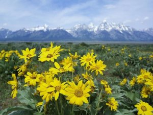 Tim Fitzharris - Balsamroot Sunflower patch, Grand Teton National Park, Wyoming