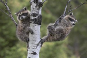 Tim Fitzharris - Raccoon two babies in tree, North America