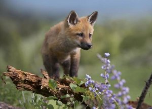 Tim Fitzharris - Red Fox kit climbing, North America