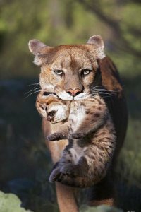 Tim Fitzharris - Mountain Lion mother carrying cub in her mouth, North America