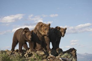 Tim Fitzharris - Grizzly Bear with two one-year-old cubs, North America