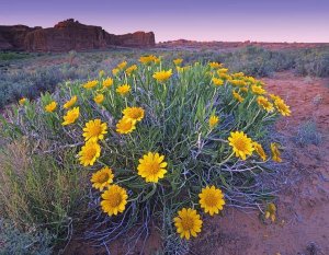 Tim Fitzharris - Sunflowers and buttes, Capitol Reef National Park, Utah