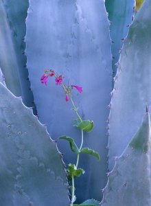 Tim Fitzharris - Agave and Parry's Penstemon close up, North America