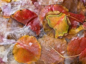 Tim Fitzharris - Cottonwood frozen leaves, North America