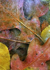 Tim Fitzharris - Frozen autumn leaves, North America