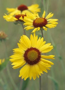 Tim Fitzharris - Blanketflower close up showing dense pistils in center, North America