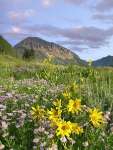 Tim Fitzharris - Orange Sneezeweed and Smooth Asters and Gothic Mountain, Colorado