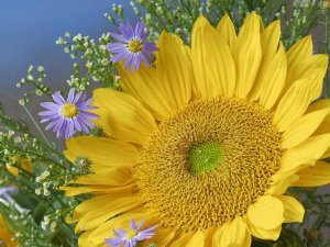 Tim Fitzharris - Common Sunflower and Asters, North America