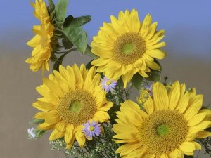 Tim Fitzharris - Common Sunflower and Asters, North America