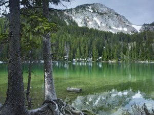 Tim Fitzharris - Pine trees on the edge of Fairy Lake, Montana