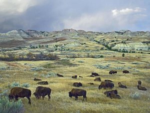 Tim Fitzharris - American Bison herd grazing on praire, Theodore Roosevelt NP, North Dakota