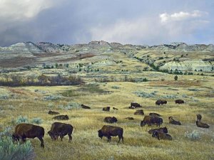 Tim Fitzharris - American Bison herd grazing on praire, Theodore Roosevelt NP, North Dakota