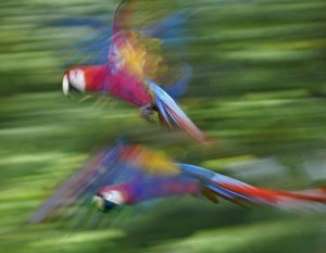 Tim Fitzharris - Scarlet Macaw pair flying, Costa Rica