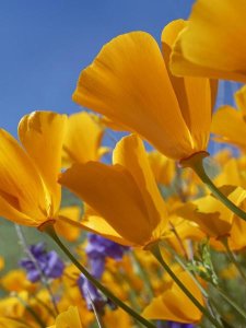 Tim Fitzharris - California Poppy flowers, Antelope Valley, California