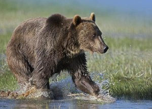 Tim Fitzharris - Grizzly Bear running through water, North America