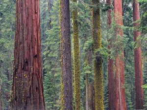Tim Fitzharris - Coast Redwood trees, Mariposa Grove, Yosemite National Park, California