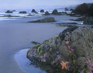 Tim Fitzharris - Ochre Sea Stars at low tide, Miwok Beach, Sonoma, California