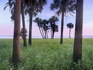 Tim Fitzharris - Cabbage Palm meadow, Myakka River State Park, Florida