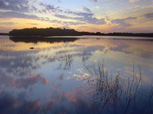 Tim Fitzharris - American Alligator in Paurotis Pond, Everglades National Park, Florida