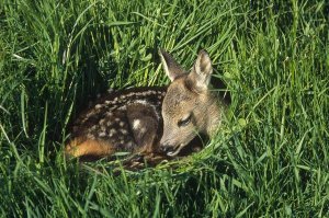 Konrad Wothe - Western Roe Deer fawn resting in green grass, Germany