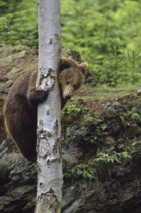Konrad Wothe - Brown Bear adult climbing a tree, Europe
