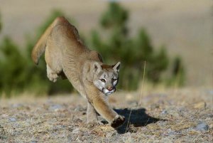 Konrad Wothe - Mountain Lion running, Colorado