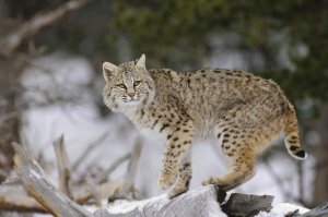 Konrad Wothe - Bobcat in winter, Colorado