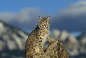 Konrad Wothe - Bobcat , Rocky Mountains, North America