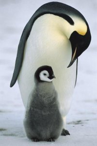 Konrad Wothe - Emperor Penguin parent with chick, Antarctica