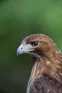 Konrad Wothe - Red-tailed Hawk portrait, North America