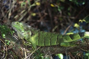 Konrad Wothe - Green Iguana female, Central America