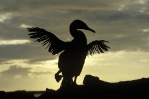 Konrad Wothe - Flightless Cormorant drying its wings, Galapagos Islands, Ecuador