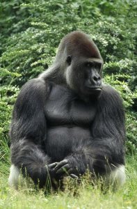 Konrad Wothe - Western Lowland Gorilla male  in rainforest, Africa