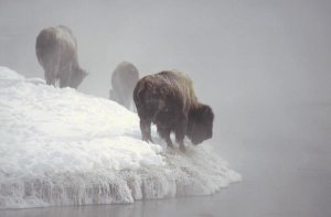 Konrad Wothe - American Bison along snowy riverbank, Yellowstone NP, Wyoming