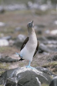 Konrad Wothe - Blue-footed Booby in courtship dance, Galapagos Islands, Ecuador