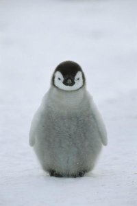 Konrad Wothe - Emperor Penguin chick portrait, Antarctica